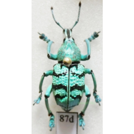Eupholus chevrolati Guérin-Meneville, 1830 Indonesia, Aru Is87d